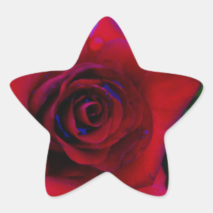 Rote Rosen mit blauen Farbtönen Stern-Aufkleber