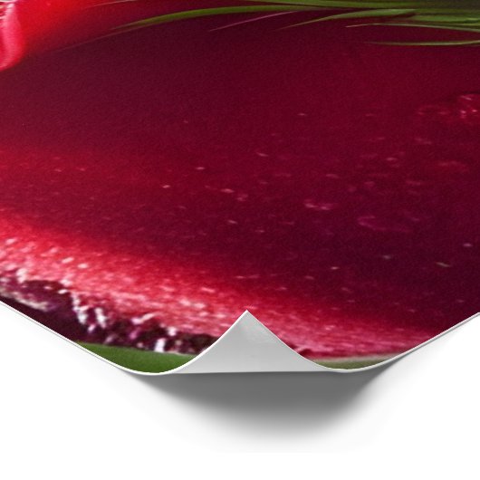 Rote Rosen mit Regentropfen Poster (Ecke)