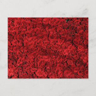 Rote Rosen Nah Foto Postkarte