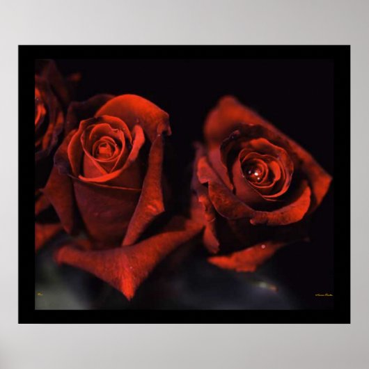 Rote Rosen Poster (Vorne)