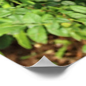 Rote Rosen Poster (Ecke)