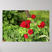 Rote Rosen Poster (Vorne)