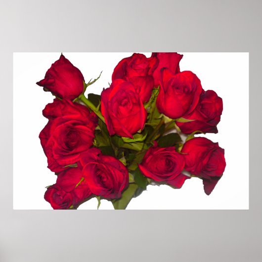 Rote Rosen Poster (Vorne)