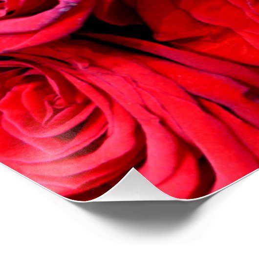Rote Rosen Poster (Ecke)