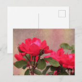 Rote Rosen Postkarte (Vorne/Hinten)