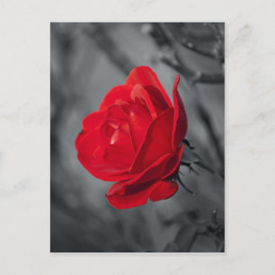 Rote Rosen Postkarte