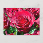 Rote Rosen Postkarte (Vorderseite)