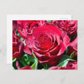 Rote Rosen Postkarte (Vorne/Hinten)