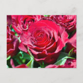 Rote Rosen Postkarte (Vorderseite)