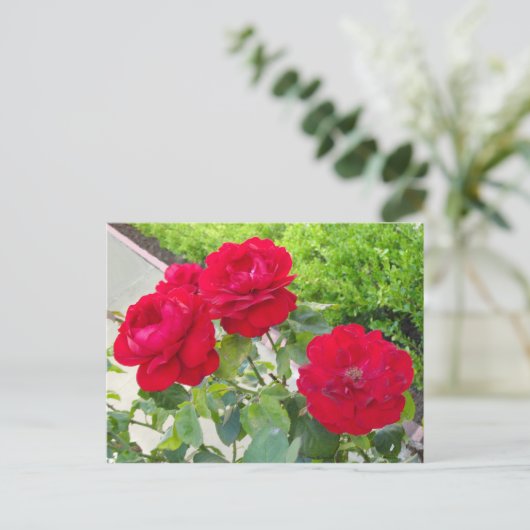 rote Rosen Postkarte (Stehend Vorderseite)