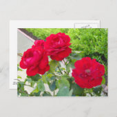 rote Rosen Postkarte (Vorne/Hinten)