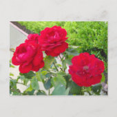 rote Rosen Postkarte (Vorderseite)