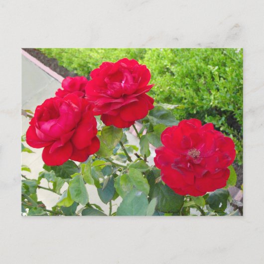 rote Rosen Postkarte (Vorderseite)