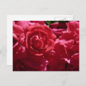 Rote Rosen Postkarte (Vorne/Hinten)