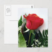 Rote Rosen Postkarte (Vorne/Hinten)