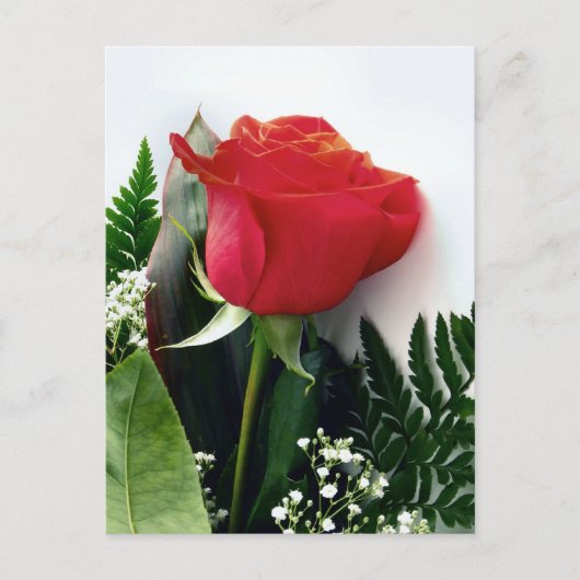 Rote Rosen Postkarte (Vorderseite)