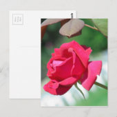 Rote Rosen Postkarte (Vorne/Hinten)