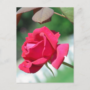 Rote Rosen Postkarte