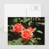 rote Rosen Postkarte (Vorne/Hinten)
