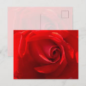 Rote Rosen Postkarte (Vorne/Hinten)