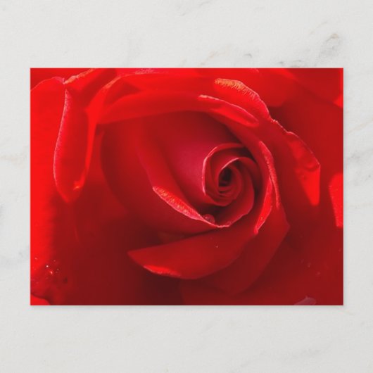 Rote Rosen Postkarte (Vorderseite)