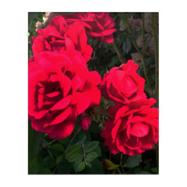 Rote Rosen Rosarium Acryl Wandkunst