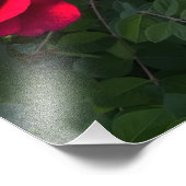 Rote Rosen Rosarium Fotodruck (Ecke)