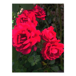 Rote Rosen Rosarium Fotodruck
