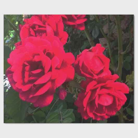 Rote Rosen Rosarium Geschenkpapier (Flach)