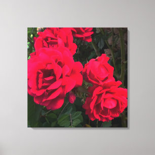 Rote Rosen Rosarium Leinwanddruck