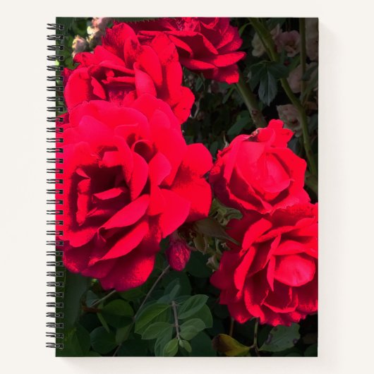 Rote Rosen Rosarium Notizblock (Vorderseite)