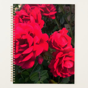 Rote Rosen Rosarium Planer