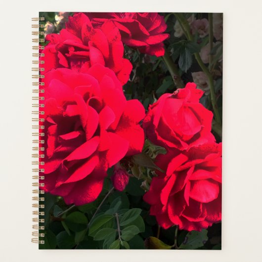 Rote Rosen Rosarium Planer (Vorderseite)