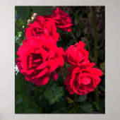 Rote Rosen Rosarium Poster (Vorne)