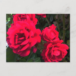 Rote Rosen Rosarium Postkarte