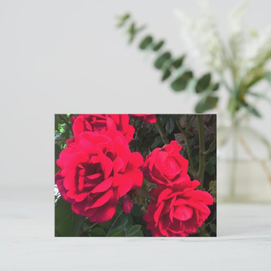 Rote Rosen Rosarium Postkarte (Stehend Vorderseite)