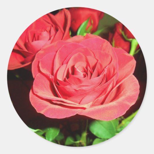 Rote Rosen Runder Aufkleber (Vorderseite)
