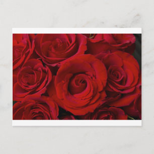 Rote Rosen und Wassertropfen Postkarte