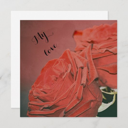 Rote Rosen wie Samt (Vorne/Hinten)