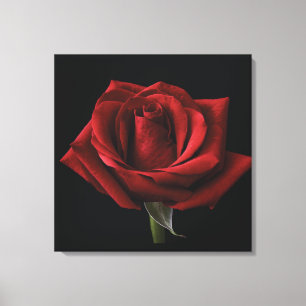 Rote Rosen-Wurfkissen Leinwanddruck