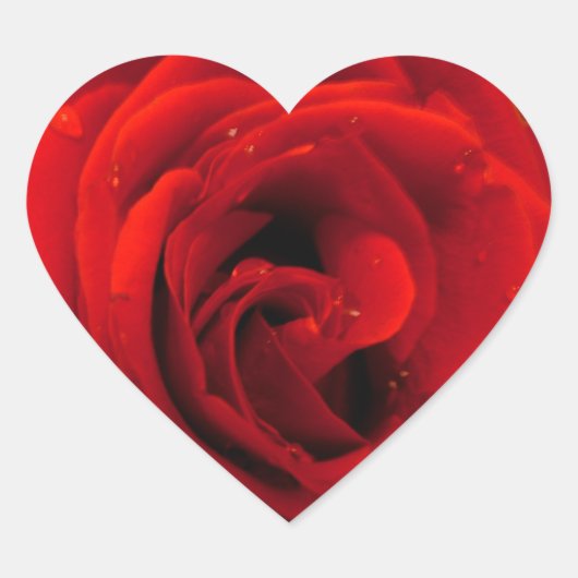Rote Rosenblume Herz-Aufkleber (Vorderseite)