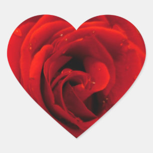Rote Rosenblume Herz-Aufkleber