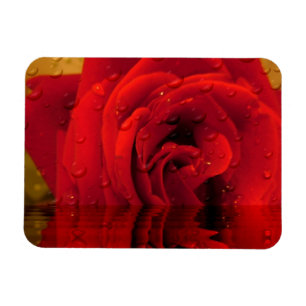 rote Rosenblume Magnet
