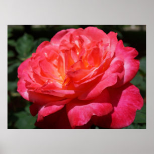 Rote Rosenblumen-Fine-Art-Drucke Rosen Garten Poster