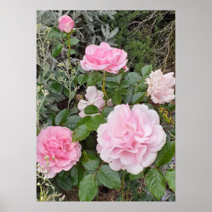 Rote Rosenblüten Blumen Floral Garten Radox Strauß Poster