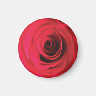 Rote Rosenblüten-Detail Magnet