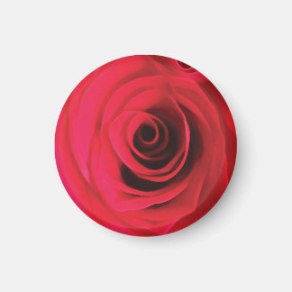 Rote Rosenblüten-Detail Magnet