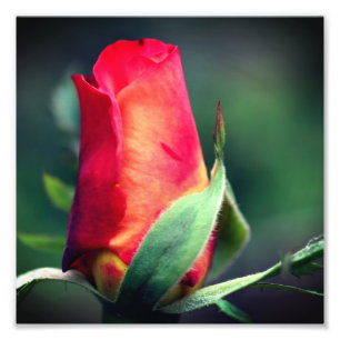 Rote Rosenknospe-Blume mit gelben Highlights 8x8 Fotodruck