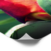 Rote Rosenknospe-Blume mit gelben Highlights Nah Poster (Ecke)