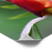 Rote Rosenknospe-Blume mit gelben Highlights Poster (Ecke)